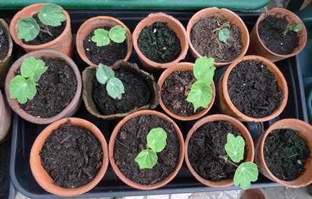 nasturtium seedlings