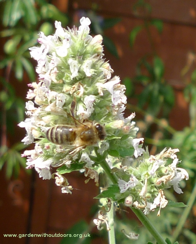 nepeta cataria with bee
