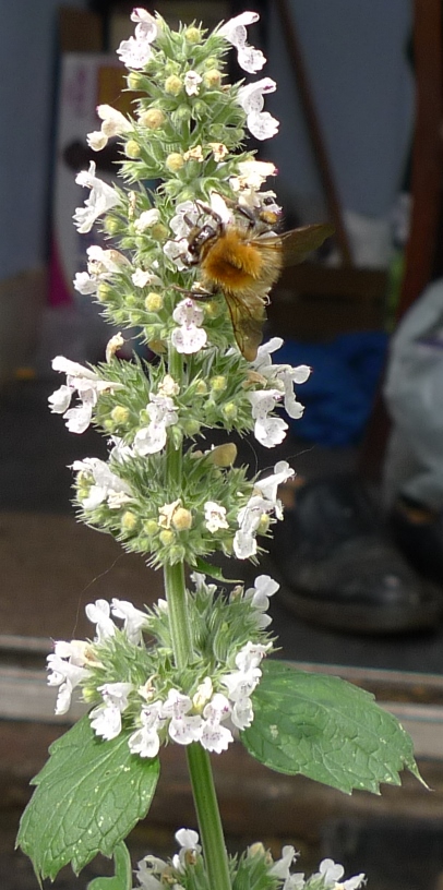 nepeta cataria with bee