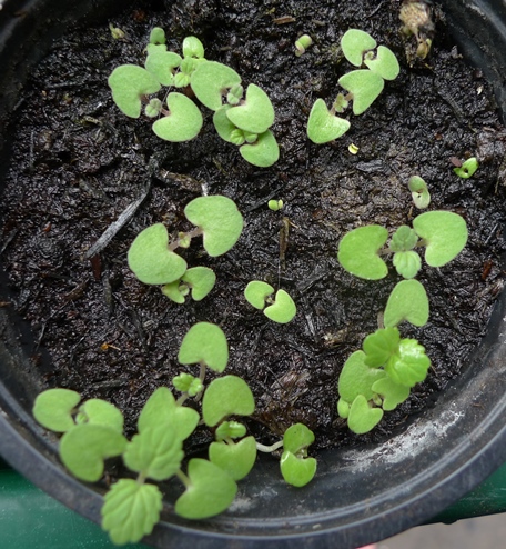 nepeta seedlings