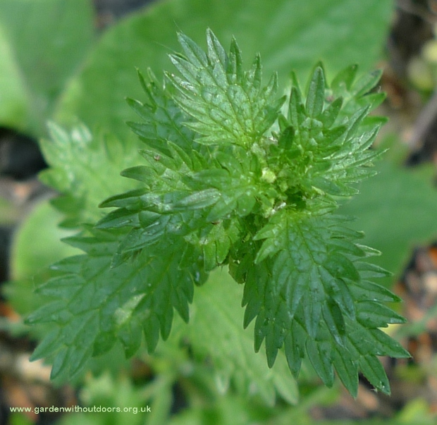 small nettle urtica arens