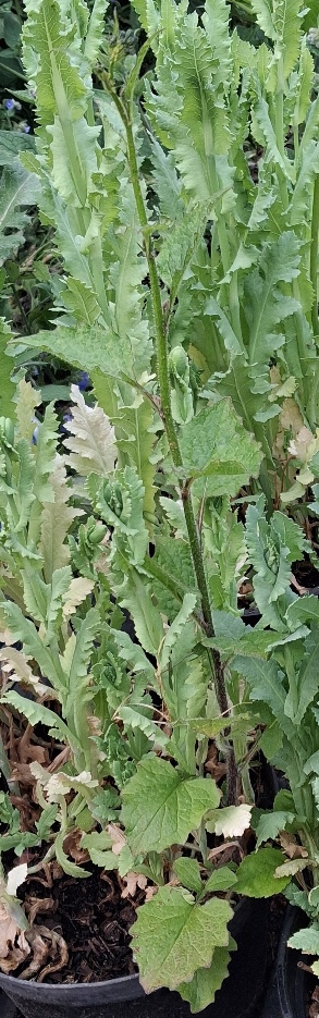 nipplewort