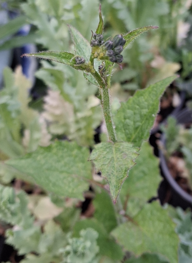 nipplewort buds