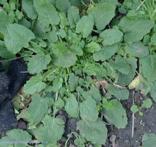 nipplewort rosette
