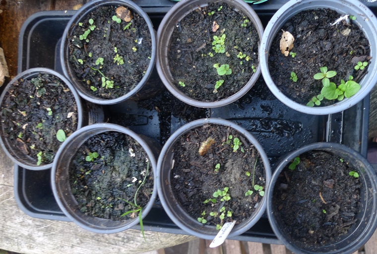 oregano seedlings
