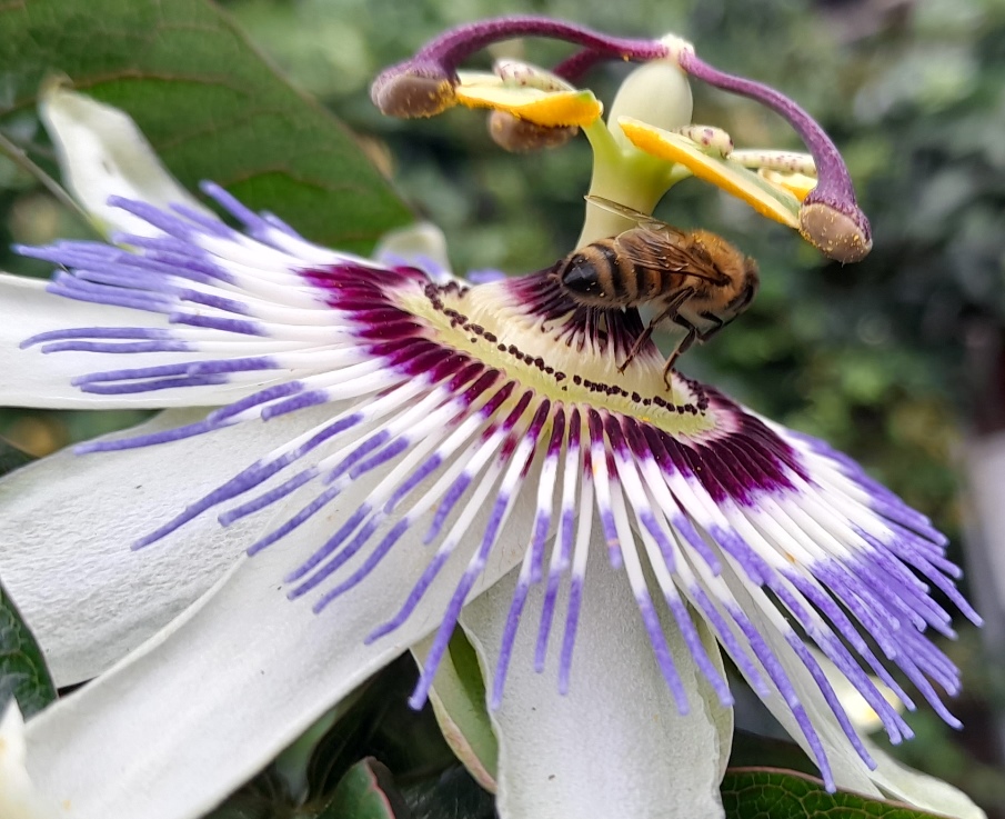 passionflower with bee