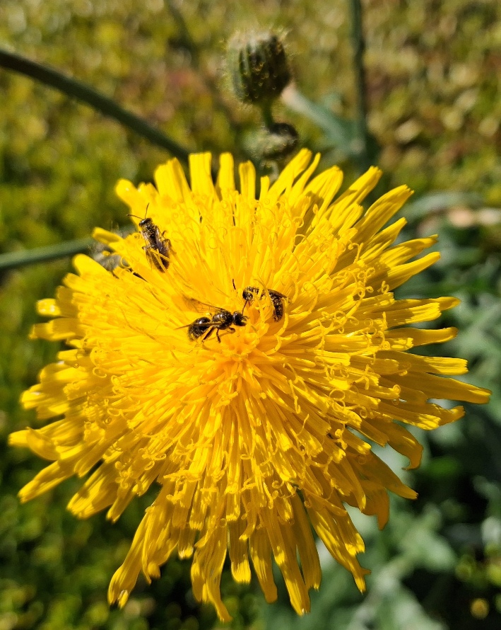 perennial sowthistle sonchus arvensis