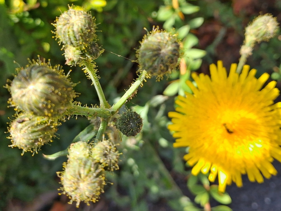 perennial sowthistle sonchus arvensis