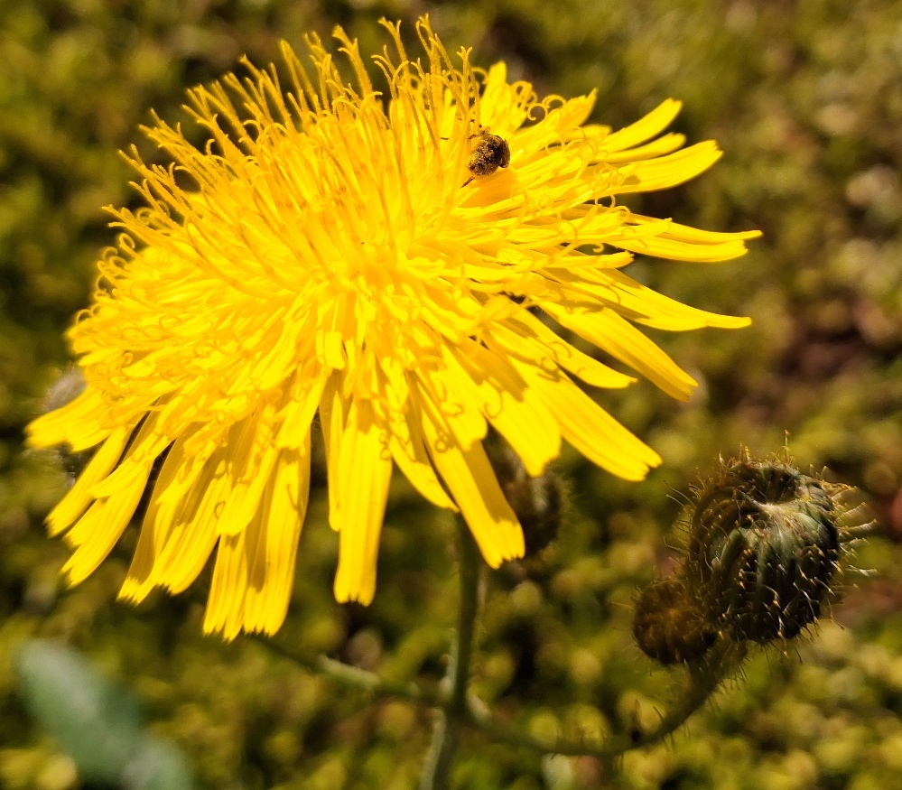perennial sowthistle sonchus arvensis
