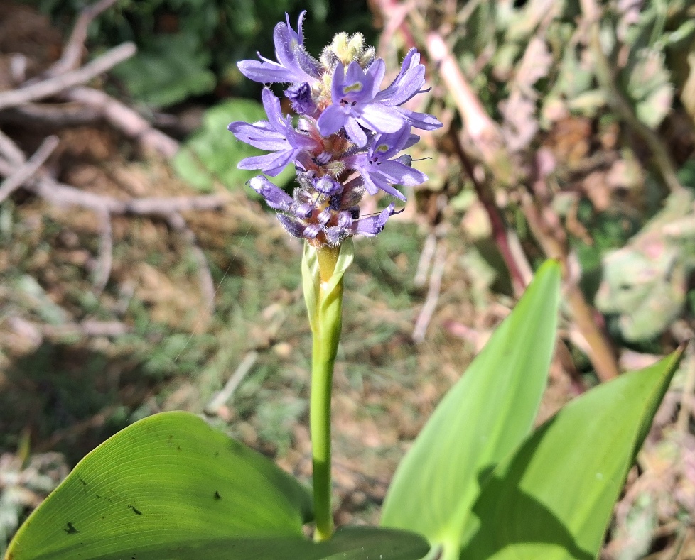 pickerelweed pondederia cordata
