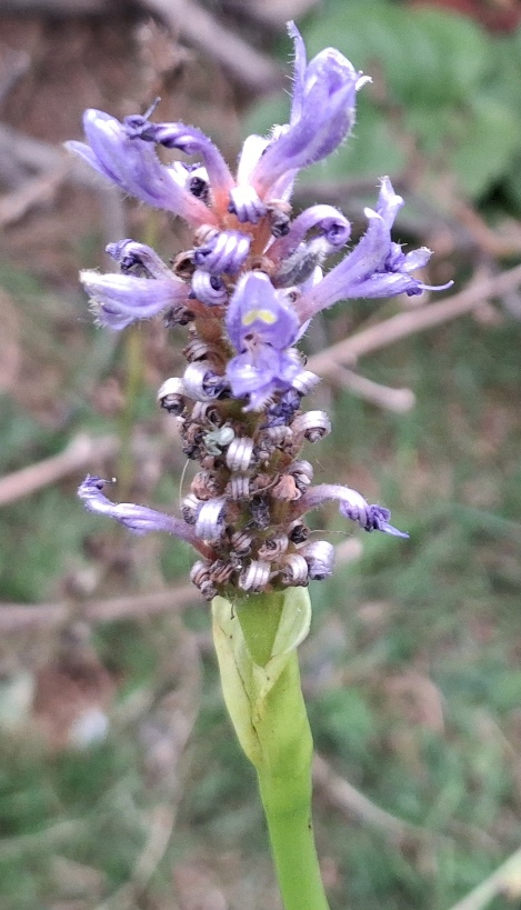 pickerelweed pondederia cordata