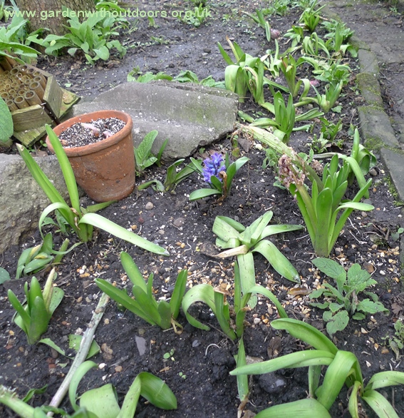 planted spent forced hyacinths outside