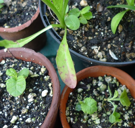 polyanthus seedlings