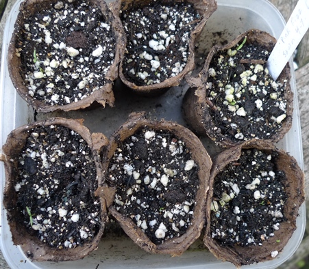 poppy seedlings