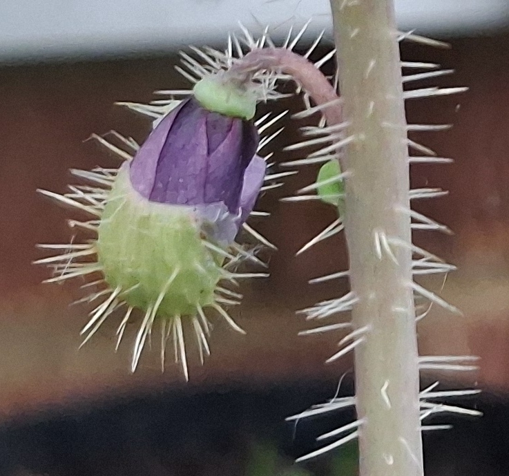 prickly blue poppy meconopsis horridula