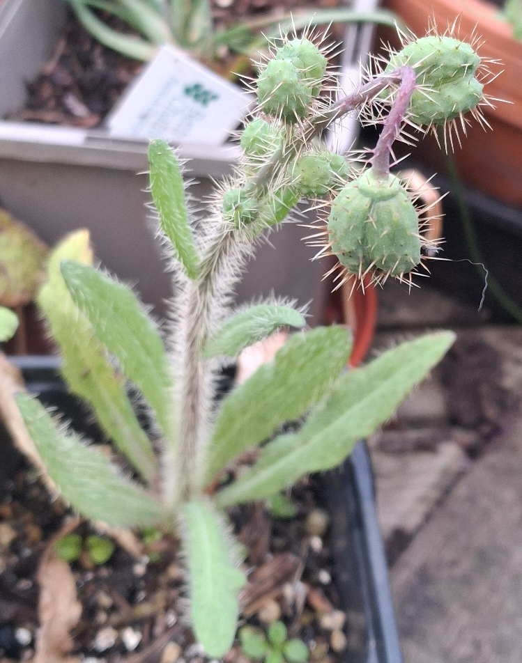 prickly blue poppy Meconopsis horridula