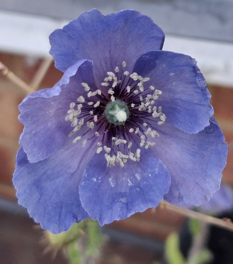 prickly blue poppy meconopsis horridula