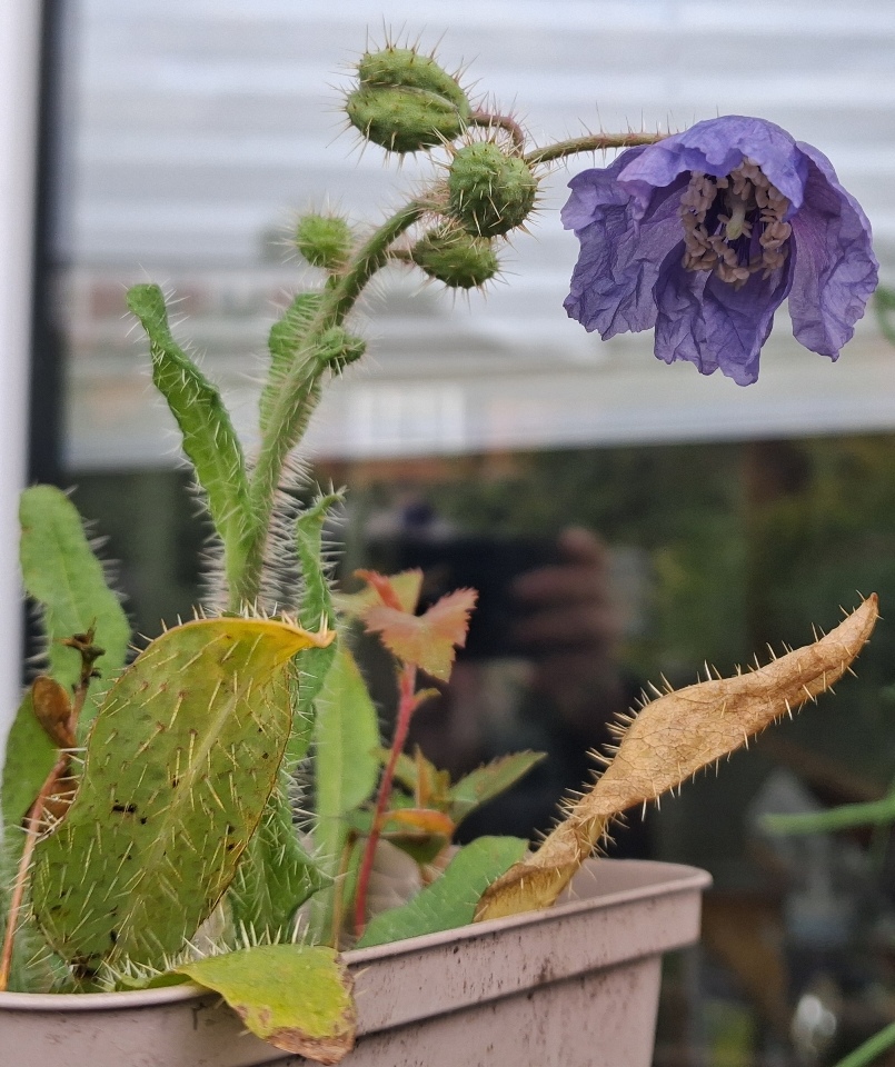 prickly blue poppy Meconopsis horridula