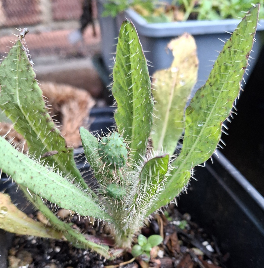 prickly blue poppy Meconopsis horridula