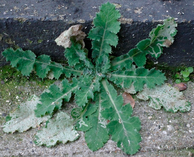 prickly sow thistle