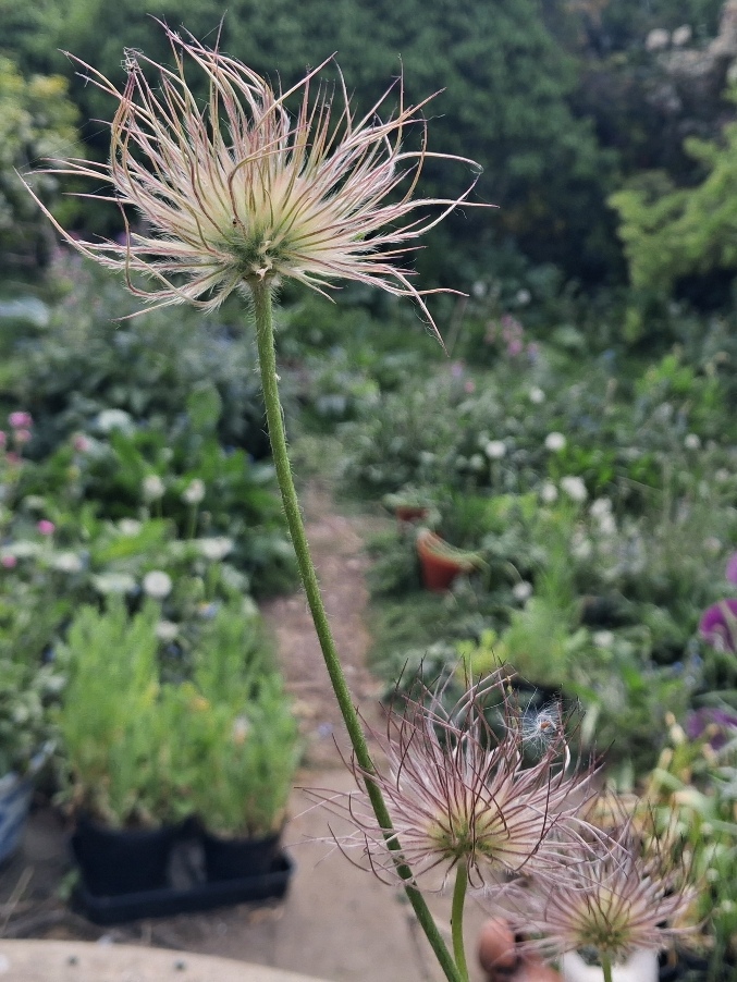 pulsatilla seedheads