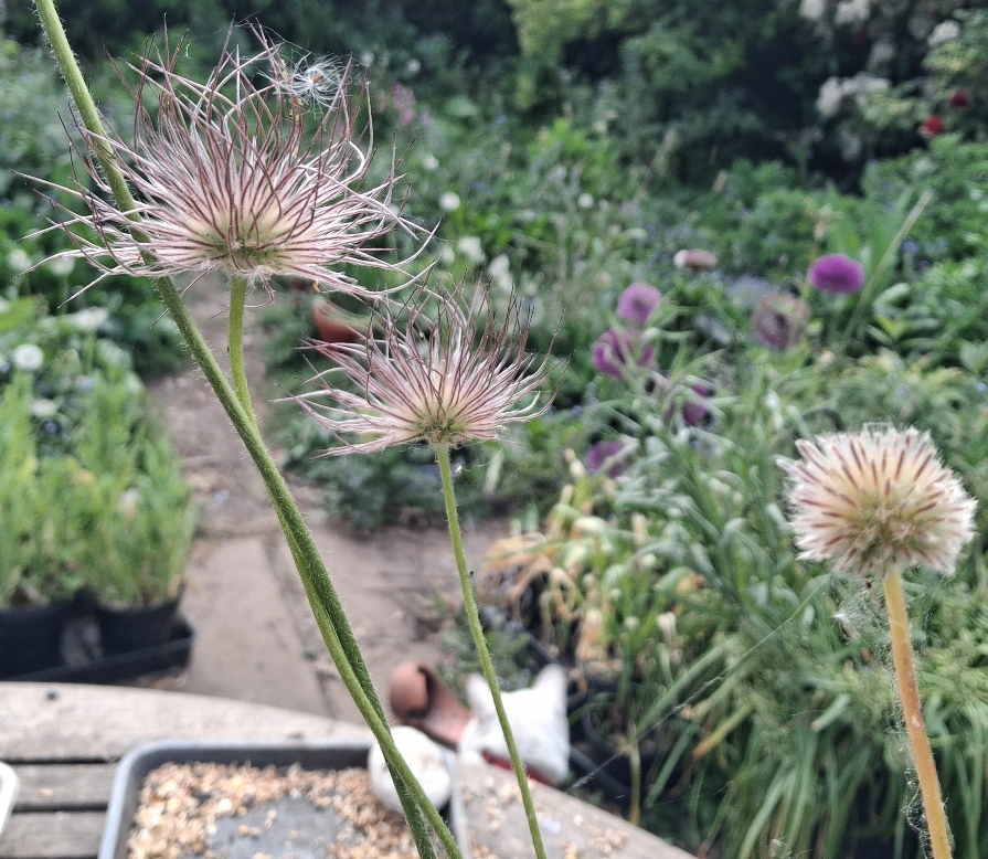 pulsatilla seedheads