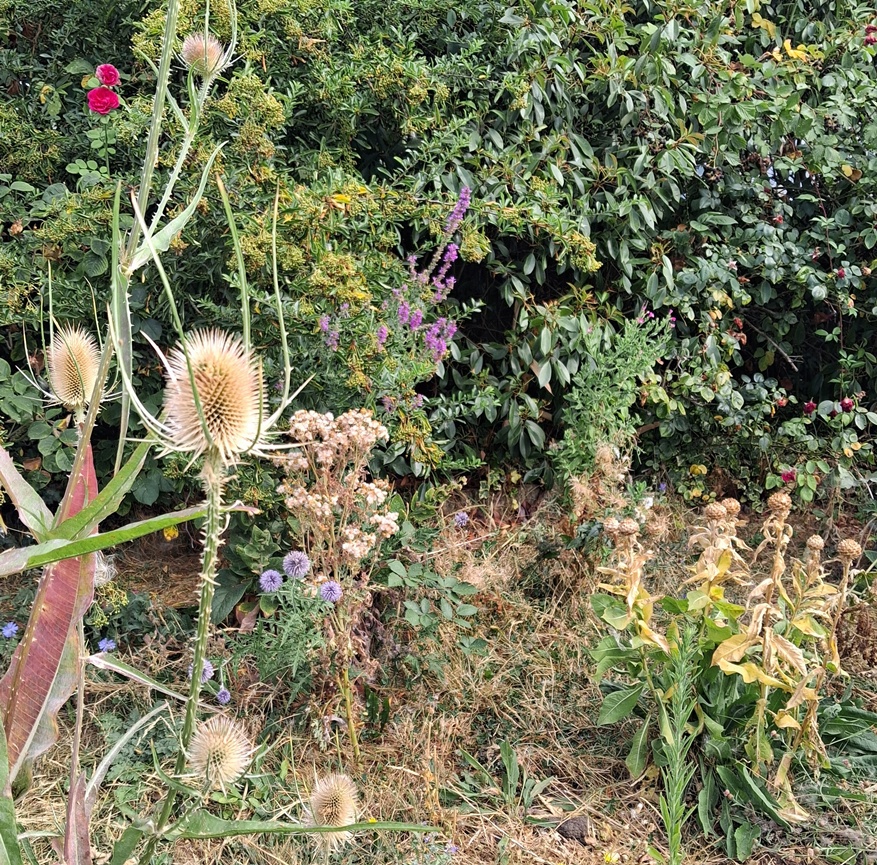 purple loosestrife