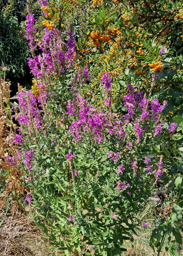 purple loosestrife