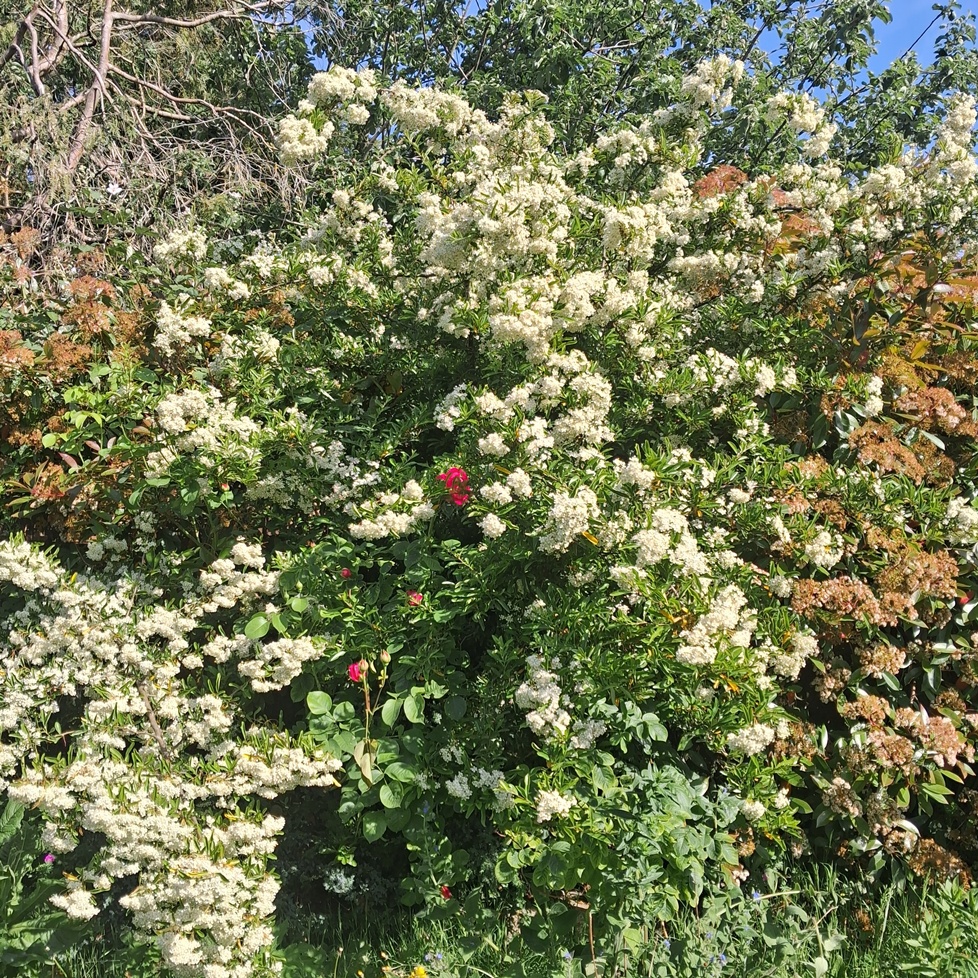 pyracantha 