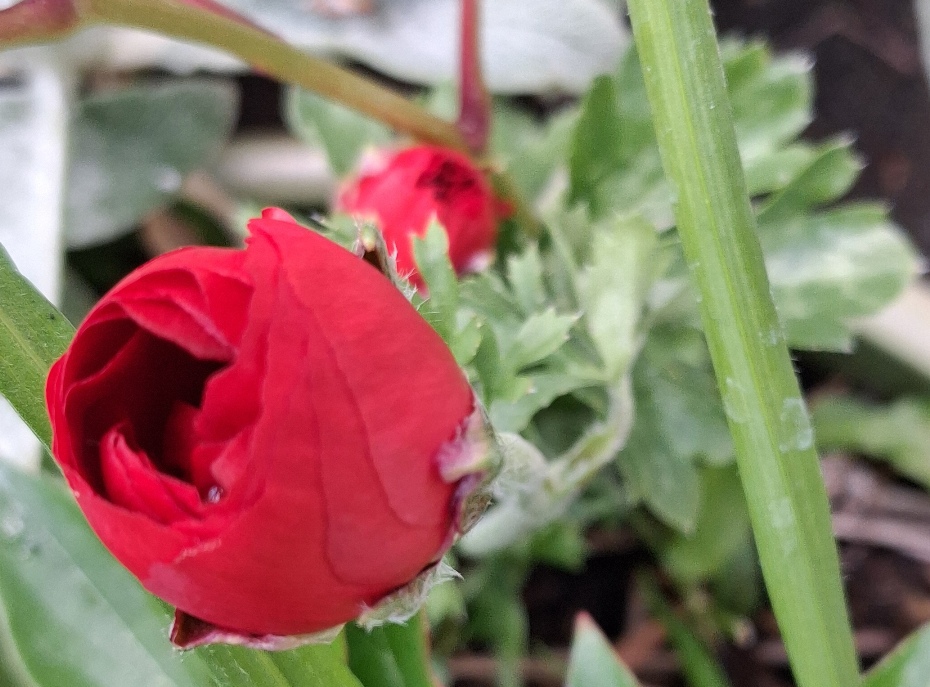 ranunculus