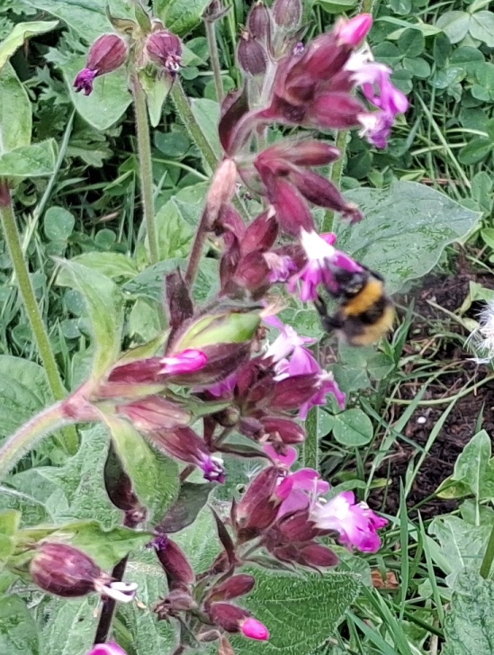 red campion with bee