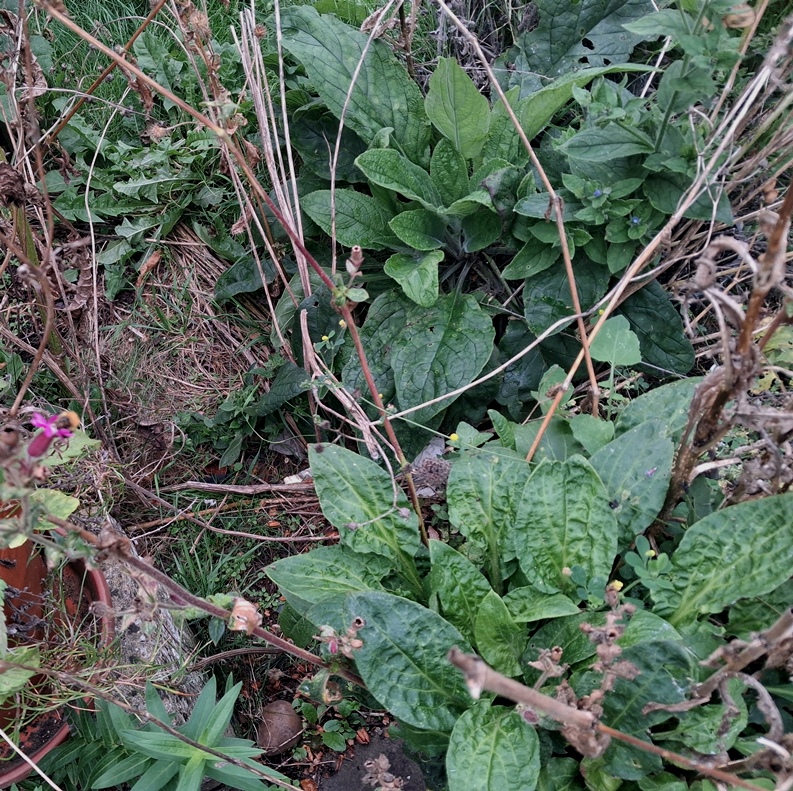 red campion bee