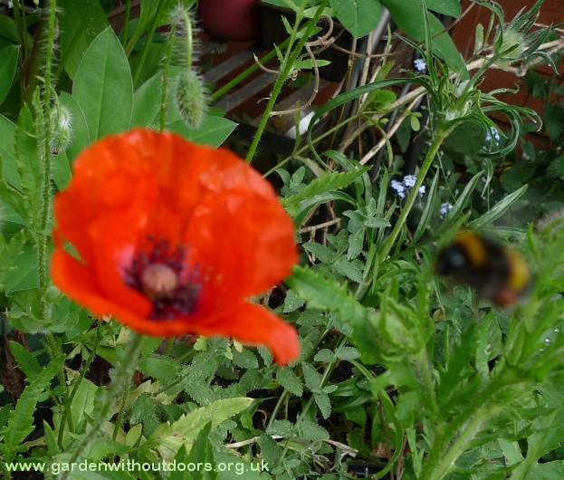 red field corn poppy with bee