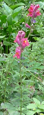 red snapdragon