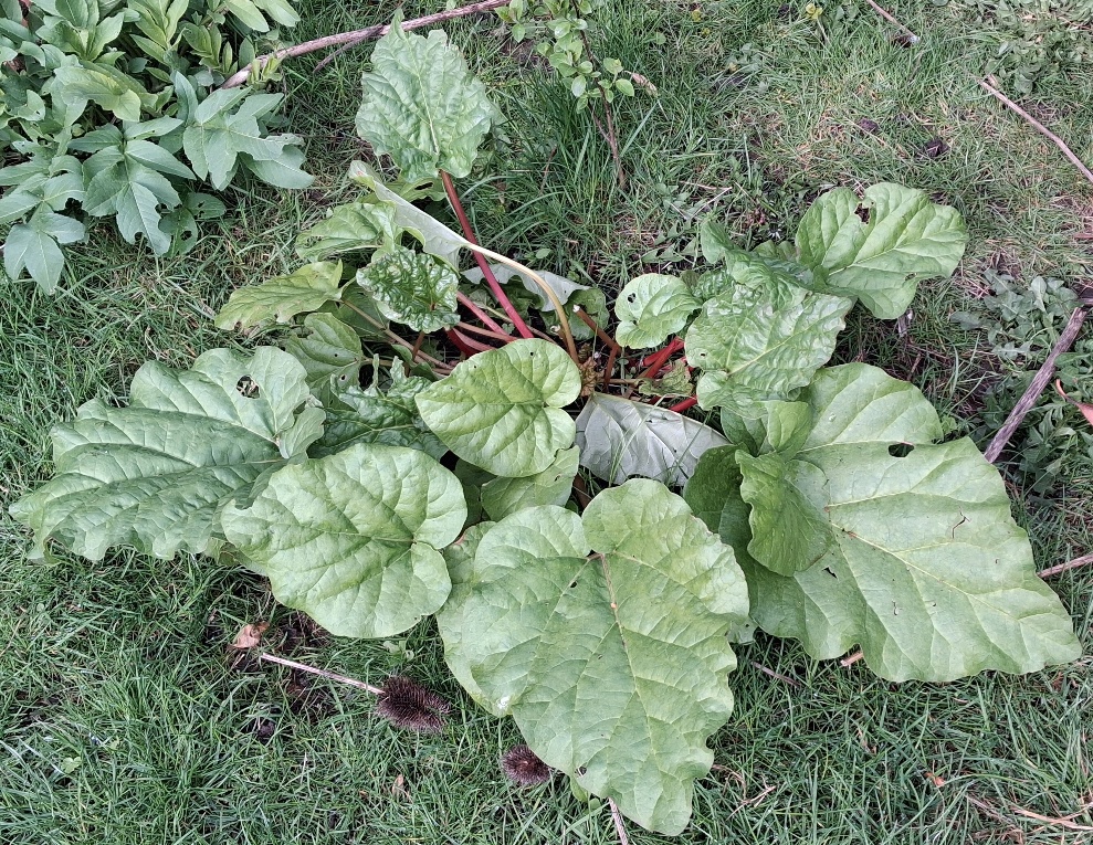 rhubarb