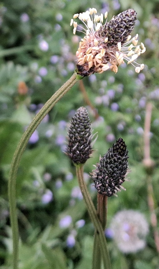 ribwort plantain