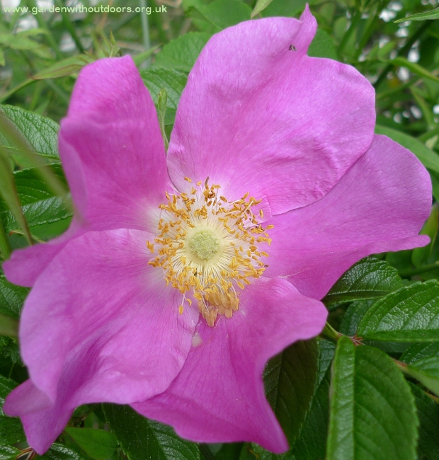 rosa rugosa flower close-up