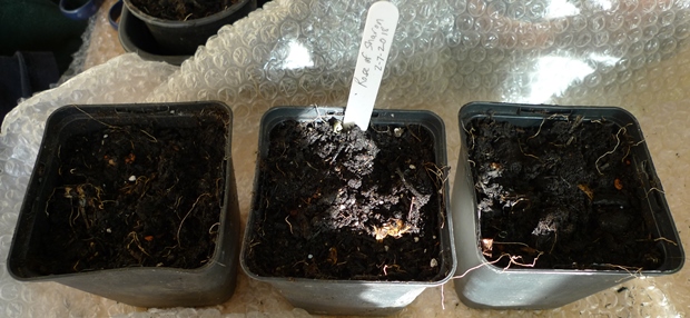rose of sharon seed sowing