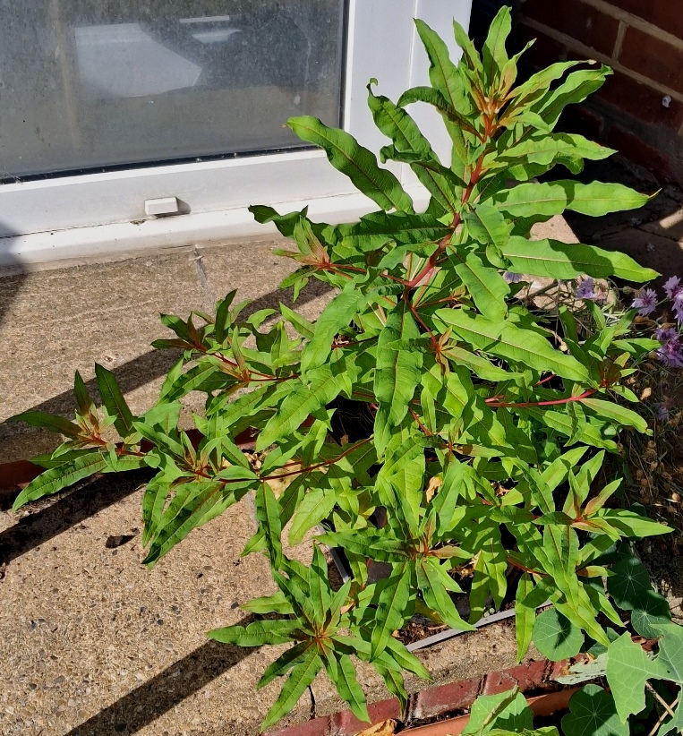 rosebay willowherb
