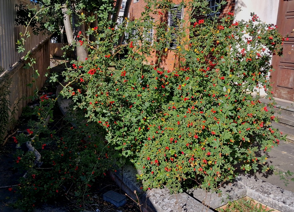 rose hips