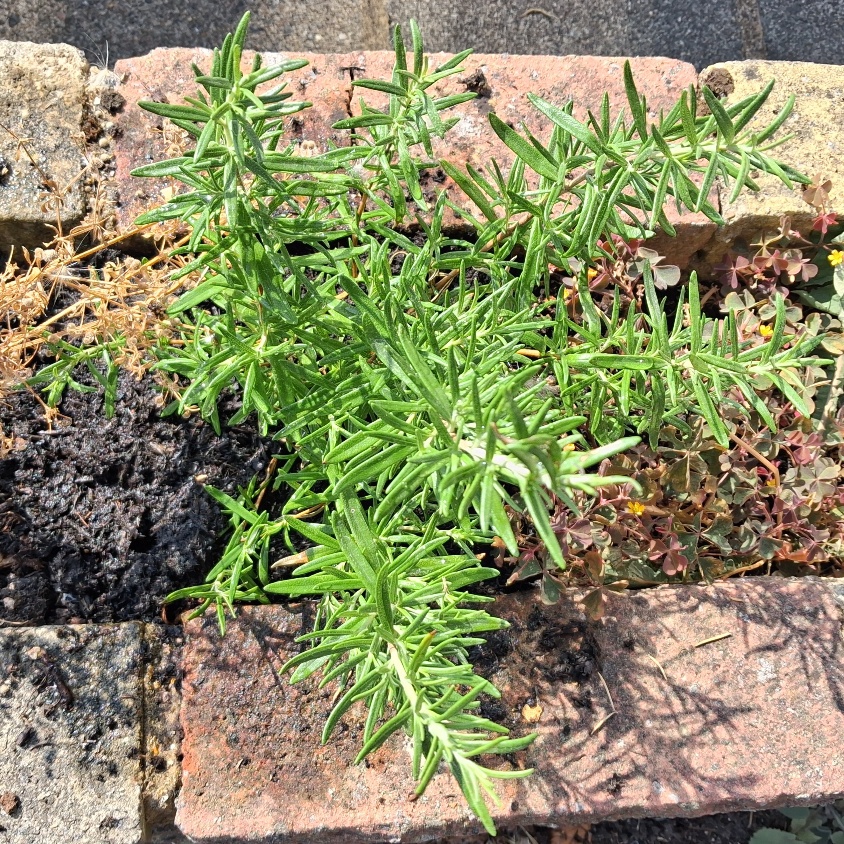 rosemary