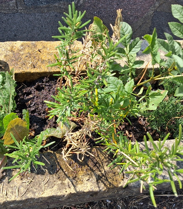 rosemary