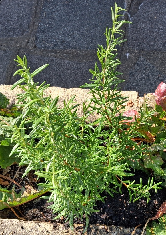 rosemary