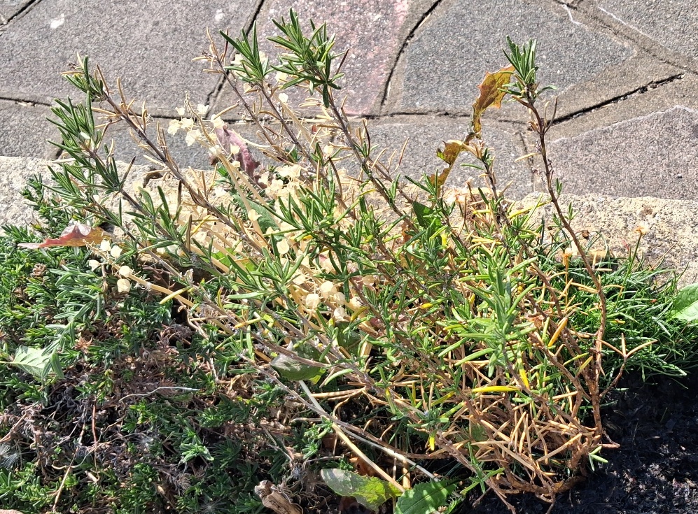 rosemary