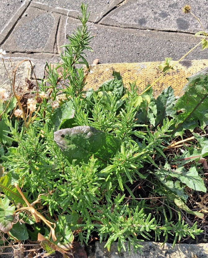 rosemary
