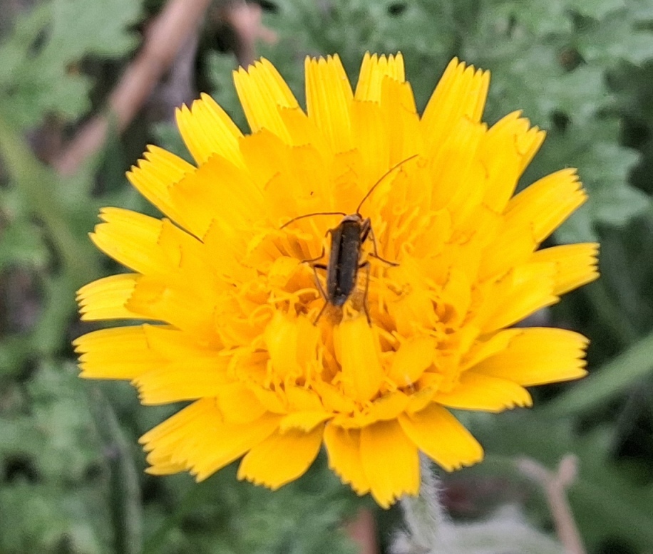rough hawkbit with beetle