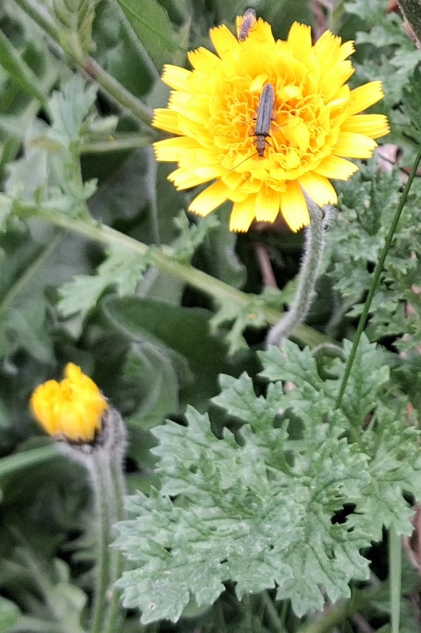 rough hawkbit with beetle