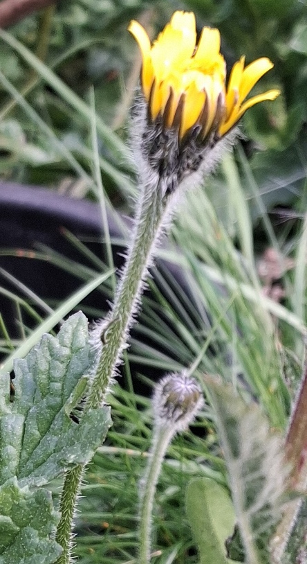 rough hawkbit