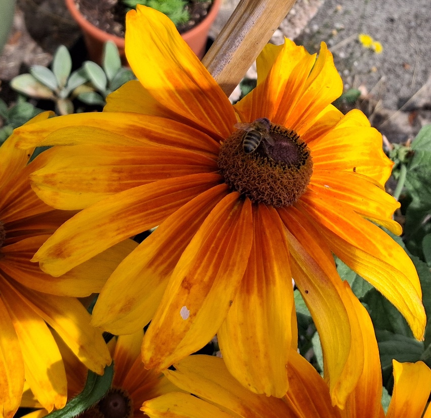 rudbeckia with bee