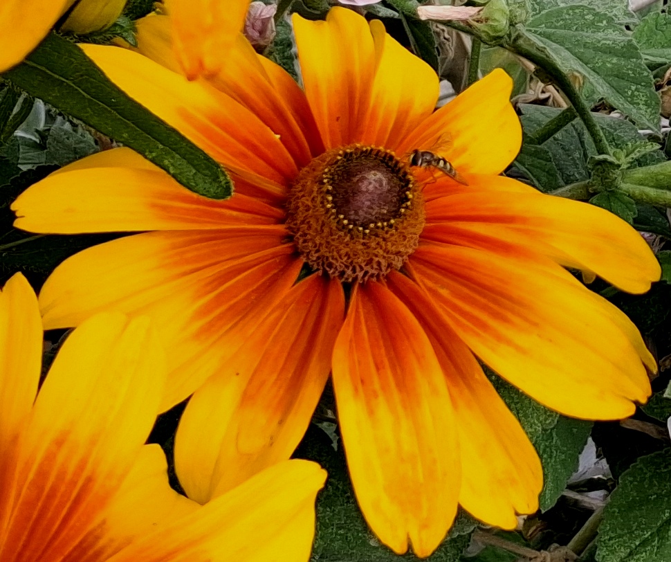rudbeckia with hoverfly